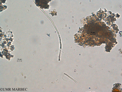 Johannesbaptistia (Genus)